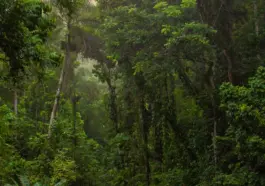 Pădurea Amazoniană va fi salvată! Scădere record a defrișărilor în 2023, un pas mare pentru conservare