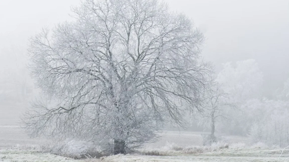 Frig urmat de valuri de căldură - Surprize meteorologice în luna februarie 2025