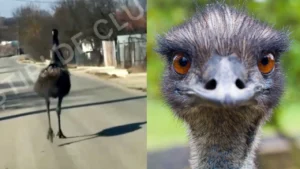 Păsări exotice surprinse pe drumurile din Cluj internauții uimiți de apariția inedită