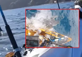 Pescar atacat brutal de un rechin tigru în largul coastelor Hawaii! - VIDEO