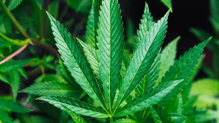 Român prins cu 90 de kilograme de marijuana în camion în Italia după o întâlnire suspectă