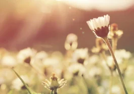 Primăvara își intră în drepturi la București! Zile calde și cer senin în a doua parte a săptămânii